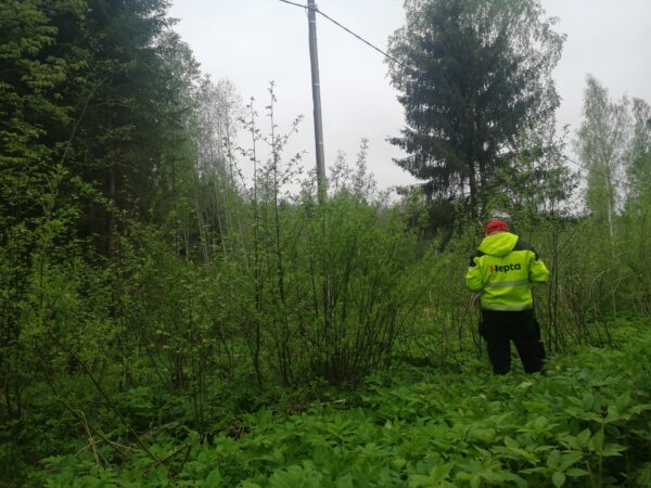 Power line inspection conducted in overgrown vegetation
